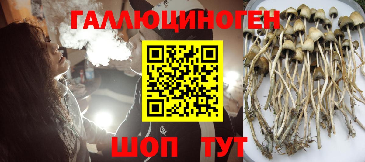 Псилоцибиновые грибы MAGIC MUSHROOMS  Вход с VPN  Геленджик  Псилоцибиновые грибы Psilocybine cubensis 